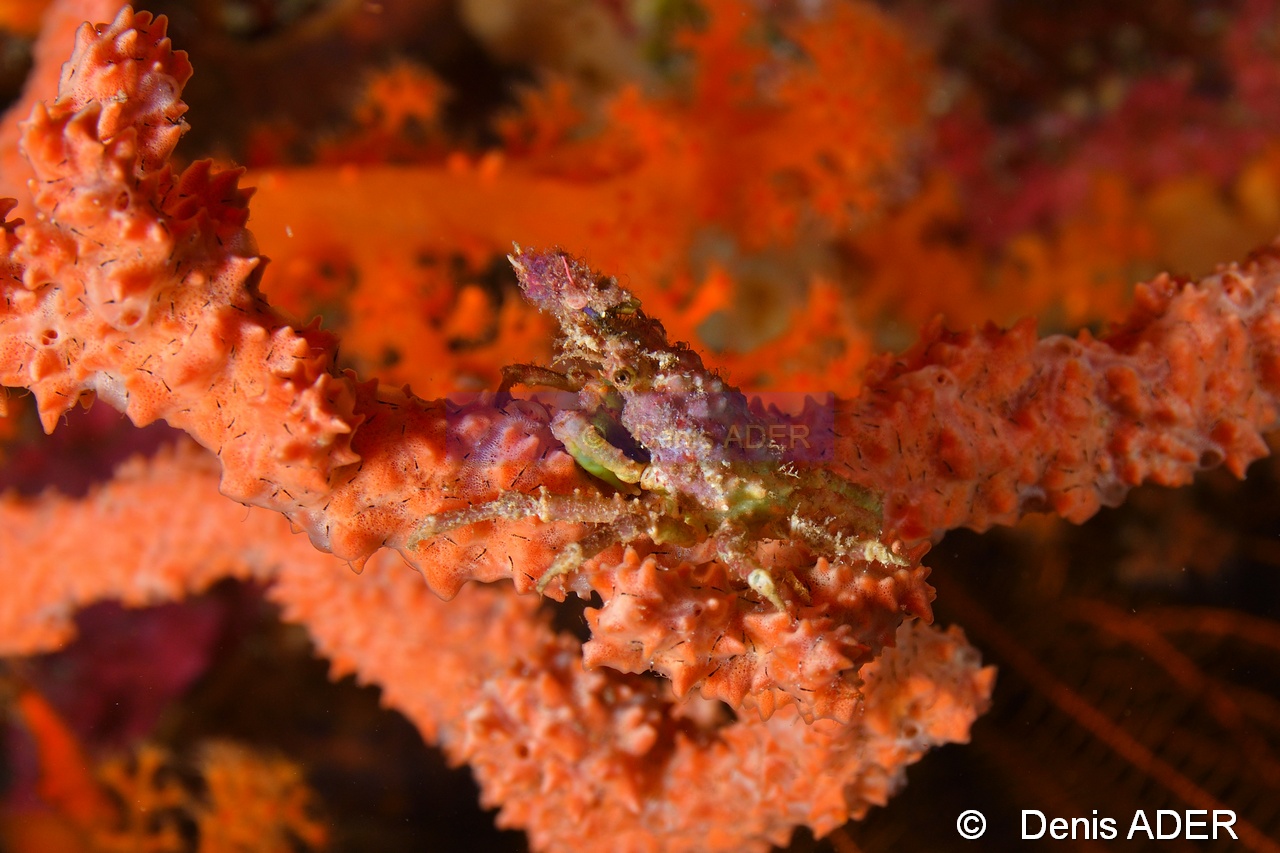 Tylocarcinus styx crabe-Tomia Hondue Slope-6m-20180525-Denis-ADER-DSC_0715_tn.jpg